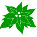 Poinsettia_