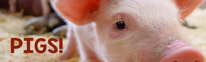 Pig themed activities